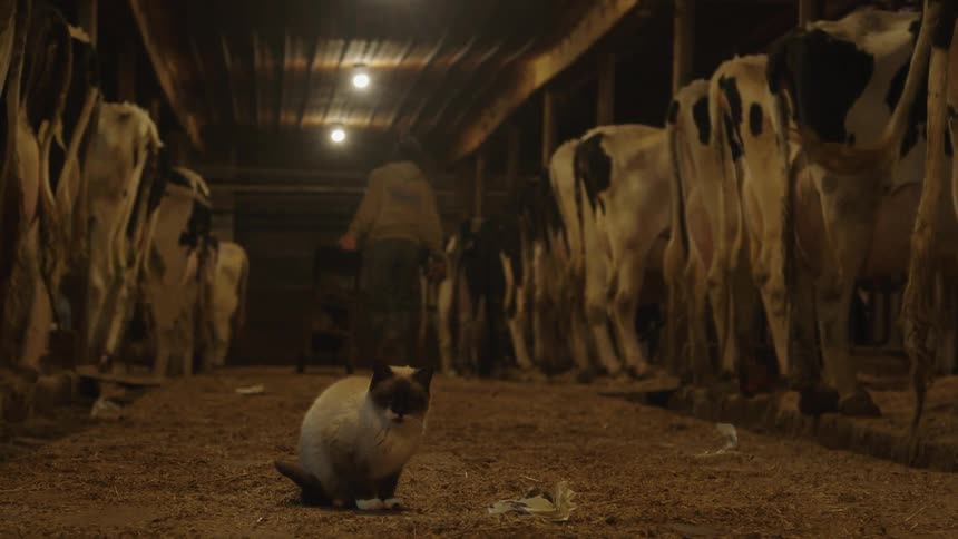 Man on a ranch with cows and a kitten