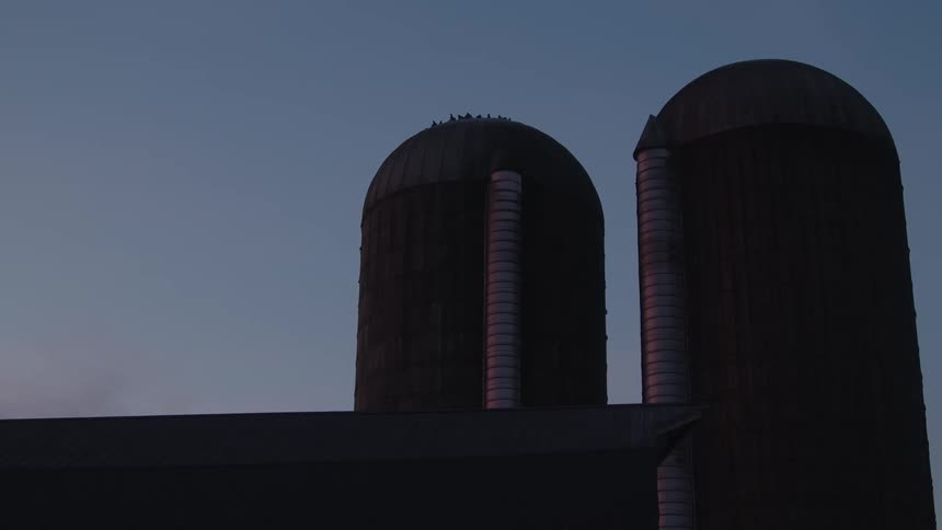 Birds sit on the top of a grain silo