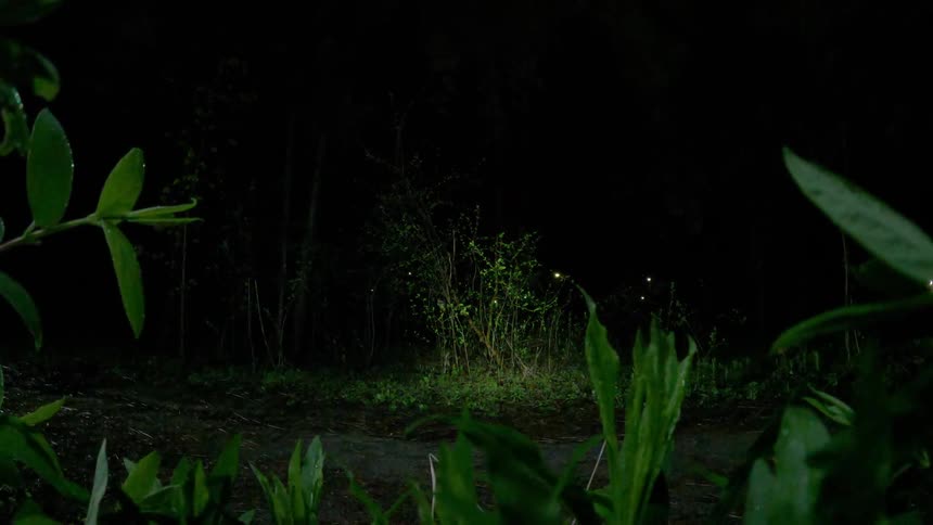 Man riding a bicycle at night through the woods