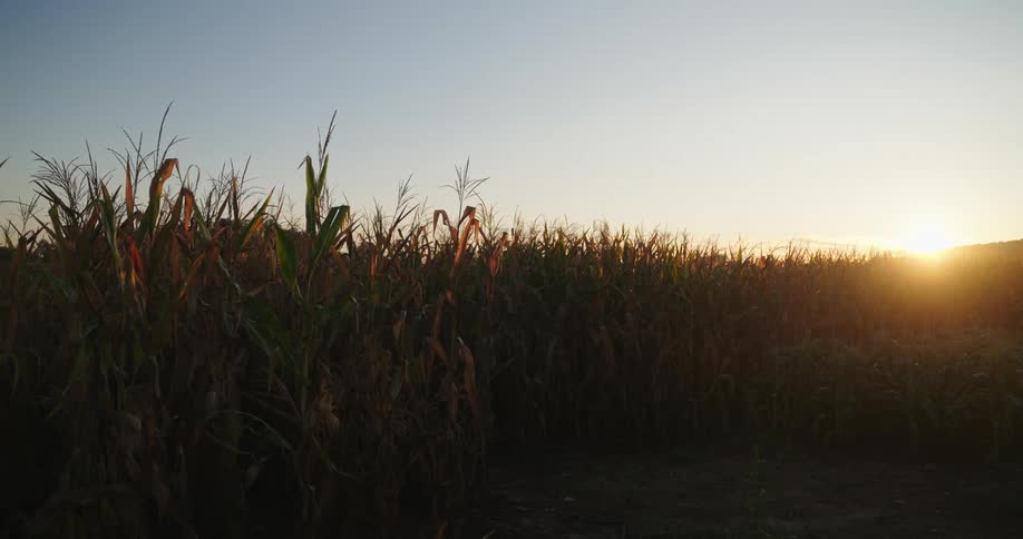 Farm field of cornstalks move in the breeze as the sun glows on the horizon