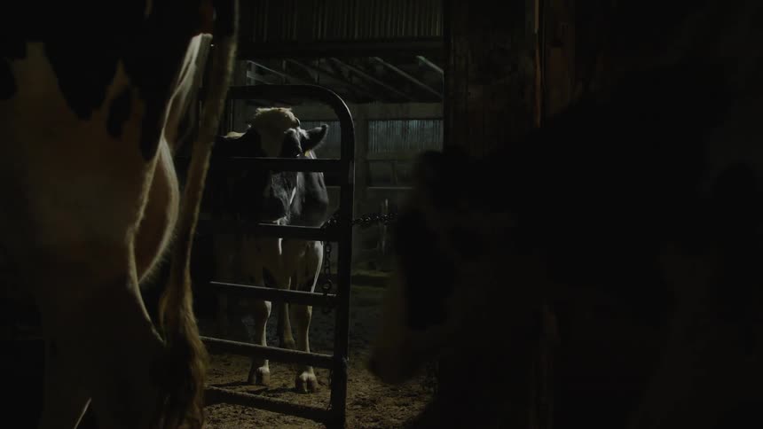 Cows wander around a pen in a barn