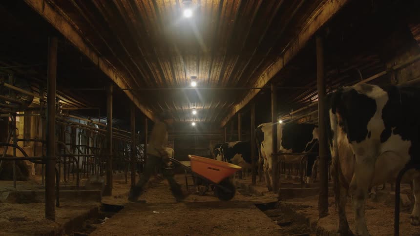 A worker wheels a wheelbarrow through a building filled with cows