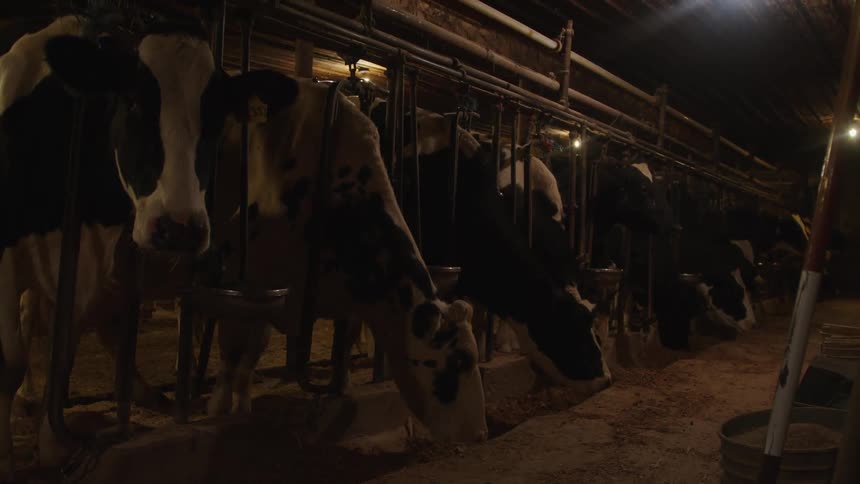 Cows feeding in a barn at night