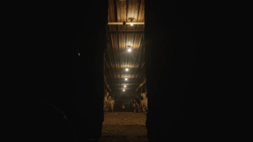 Looking into a narrow cow barn corridor