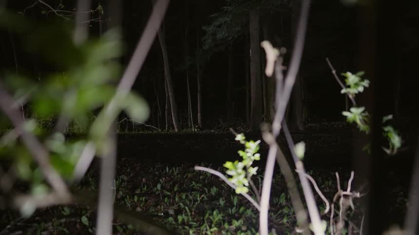 Cyclist riding on a trail through a forest at night