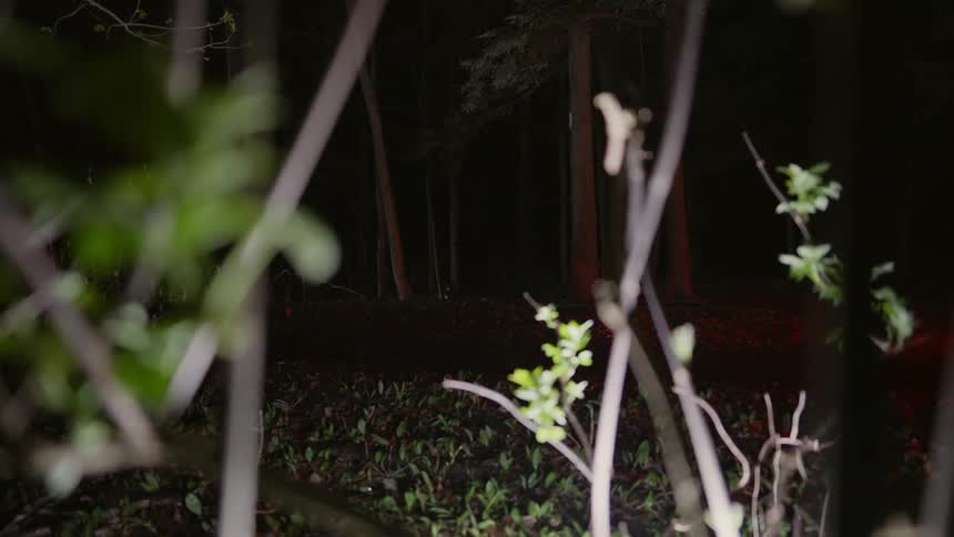 A person riding a bicycle in the woods