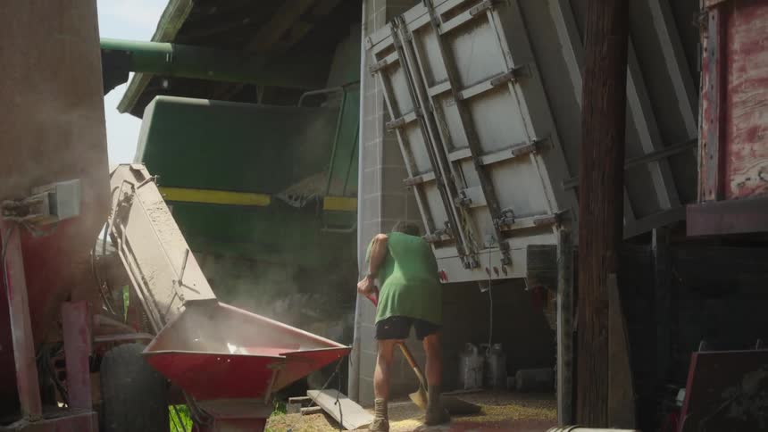 An old man uses a shovel to pick up wheat fallen from the back of a truck and throw it into a machine