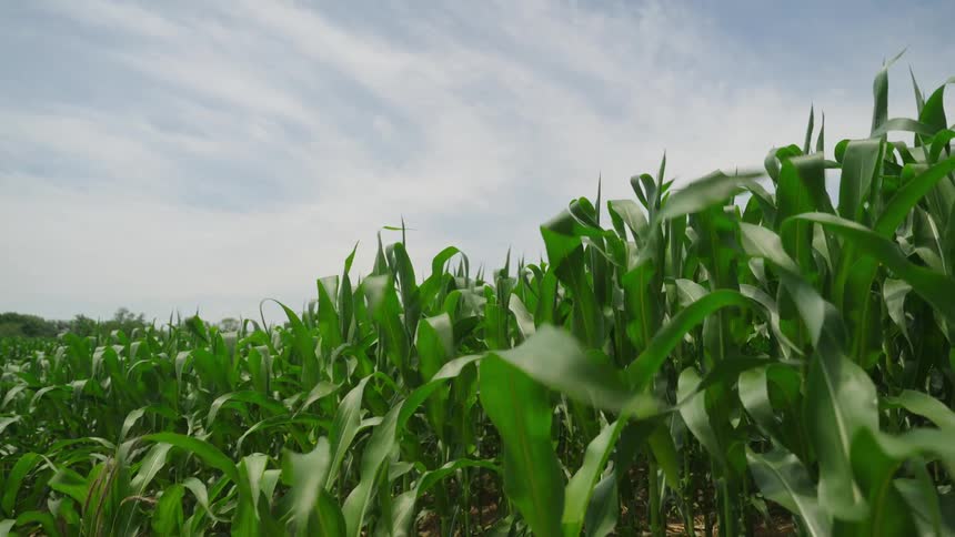 Heavy winds the crops