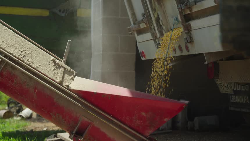 Corn grain pours from the trailer of a truck into a red metal chute below