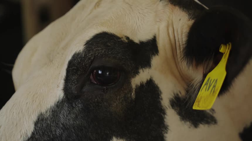 The cow has a tag on its ear