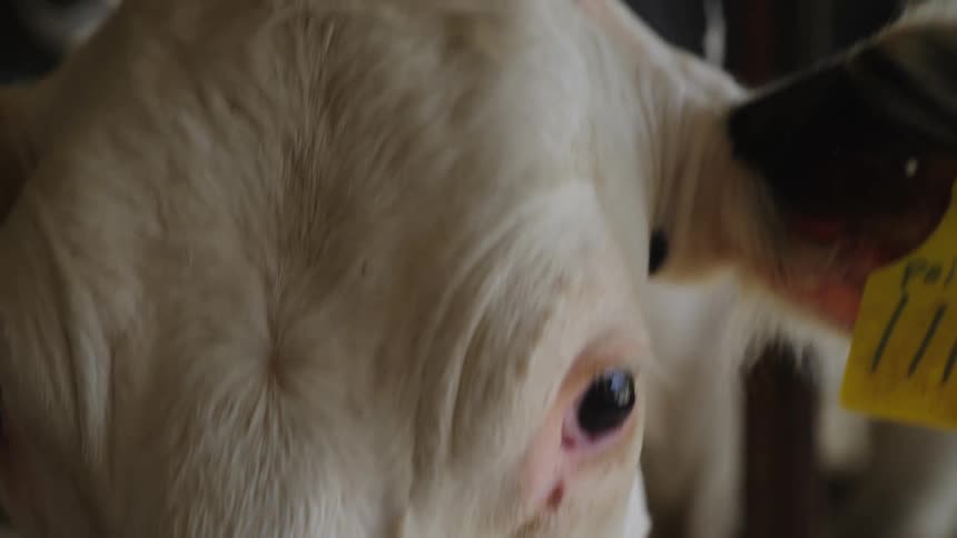 The chewing cow has an ear tag