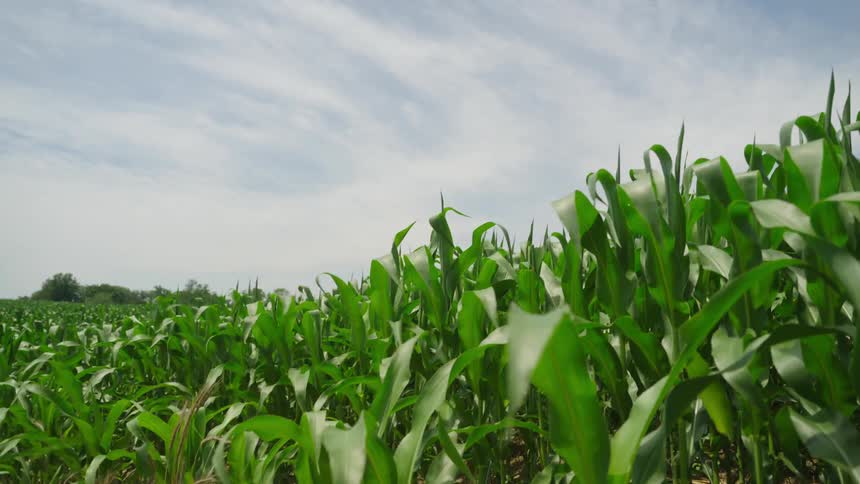The wind blows the green crops