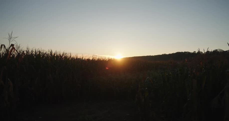 A serene sunset over a cornfield with the sun casting a warm glow on the horizon