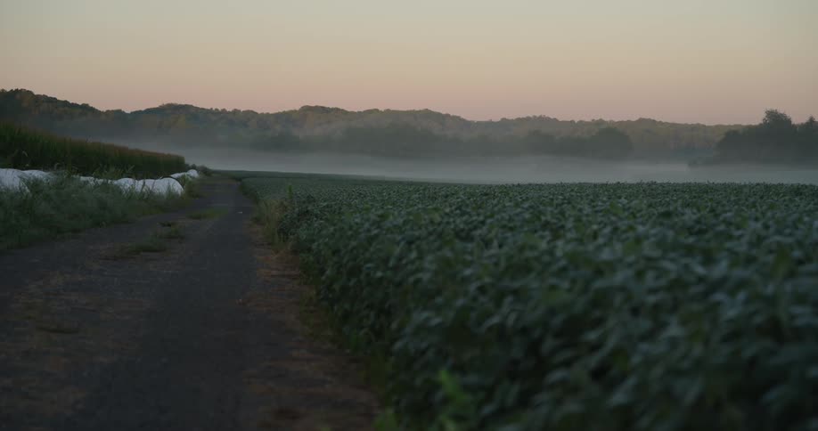 A path through the fields on a foggy dawn