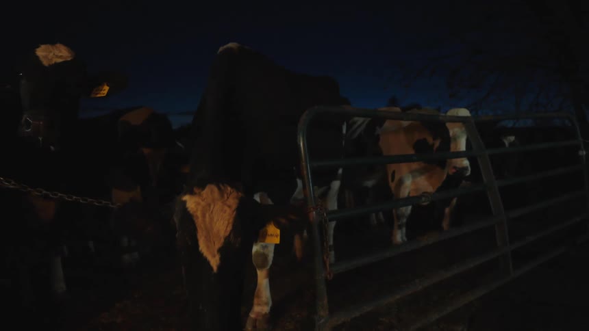 Cattle in paddock stand near barrier chain at night