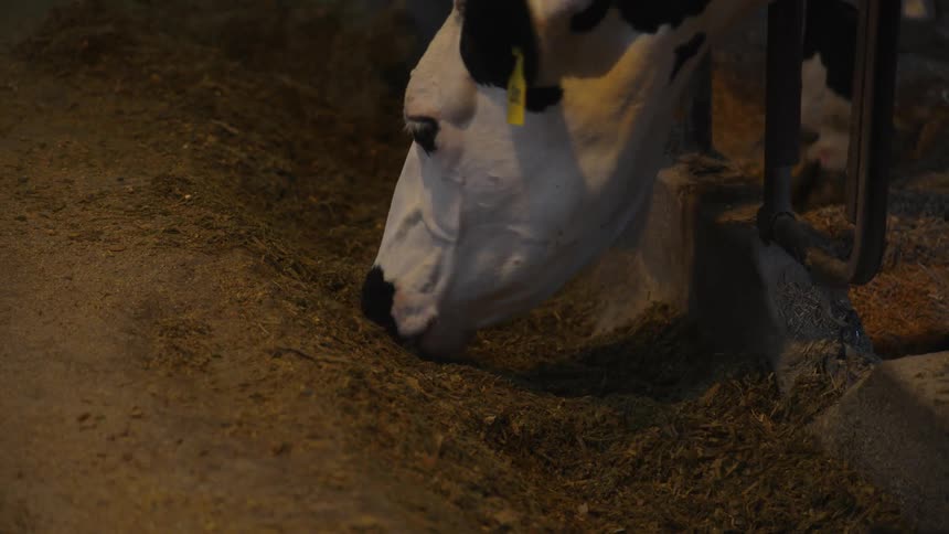 Closeup of cows eating grass