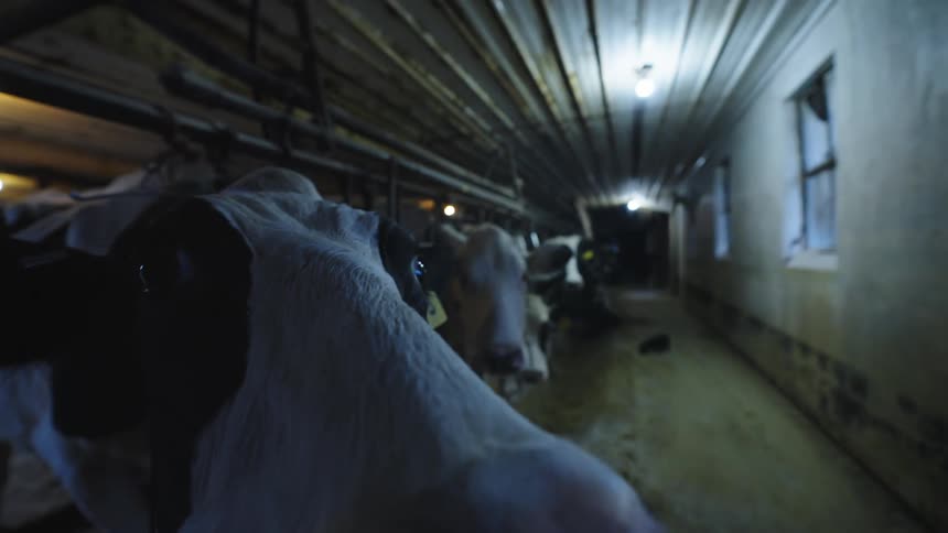 A herd of cows trapped in the barn