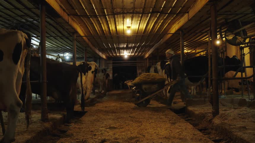 A man pushing a wheelbarrow in a barn with cattle