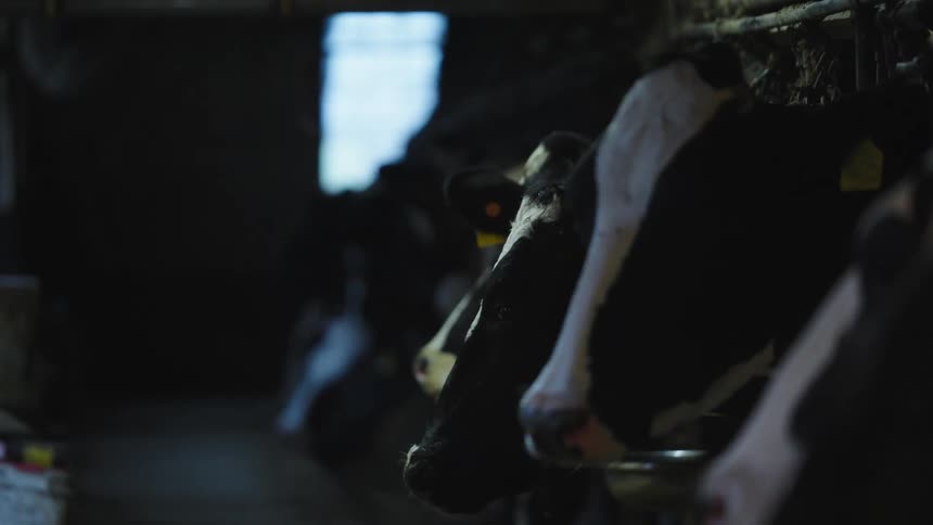A herd of cattle in a barn during the day