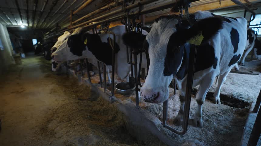 A barn with dairy cows and milking machines