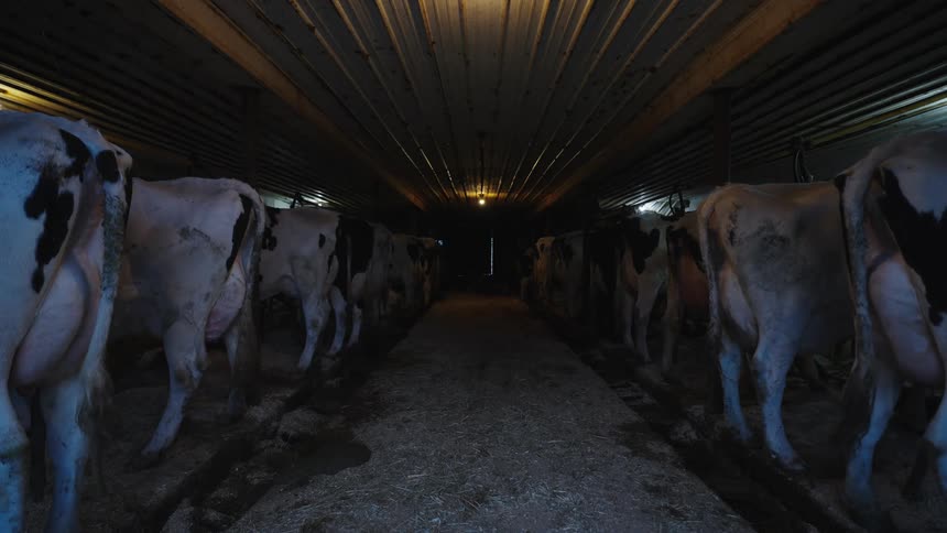 A row of dairy cows are in the stables