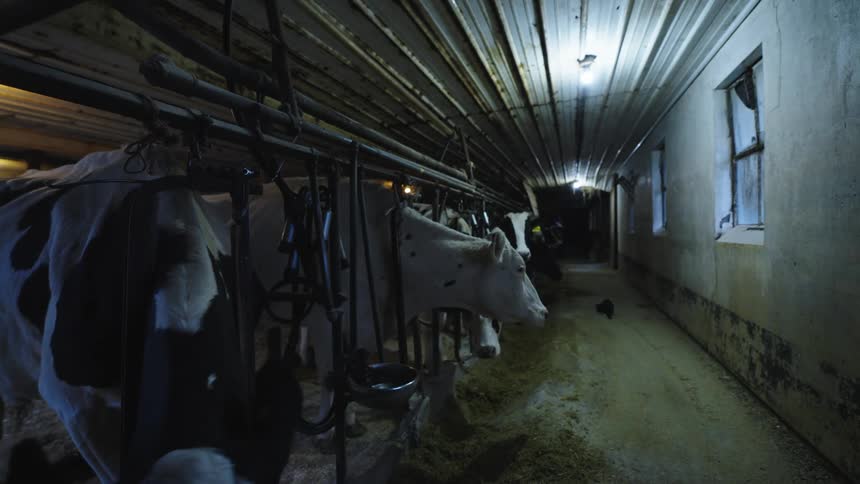 Cows are lined up in a dimly lit barn each secured in place by metal stanchions