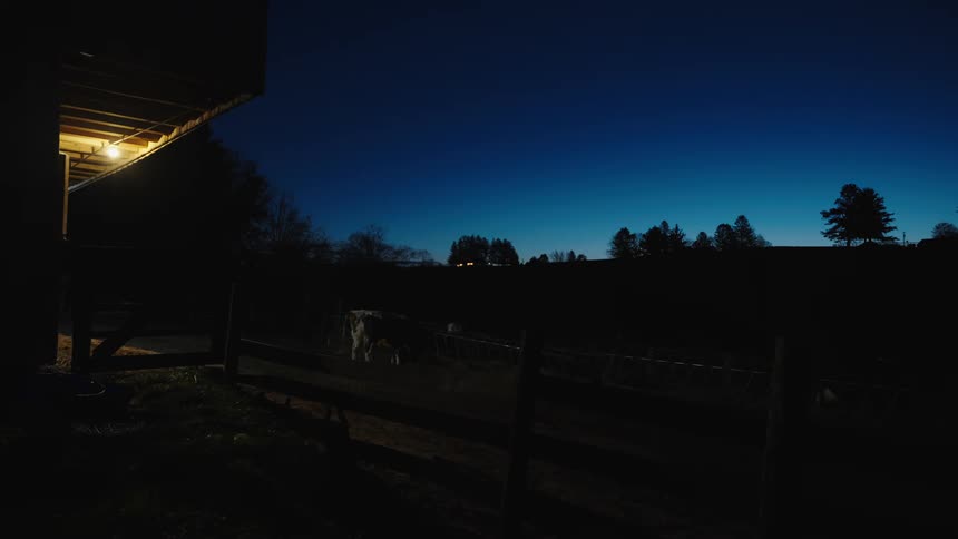 A cow is outside the barn