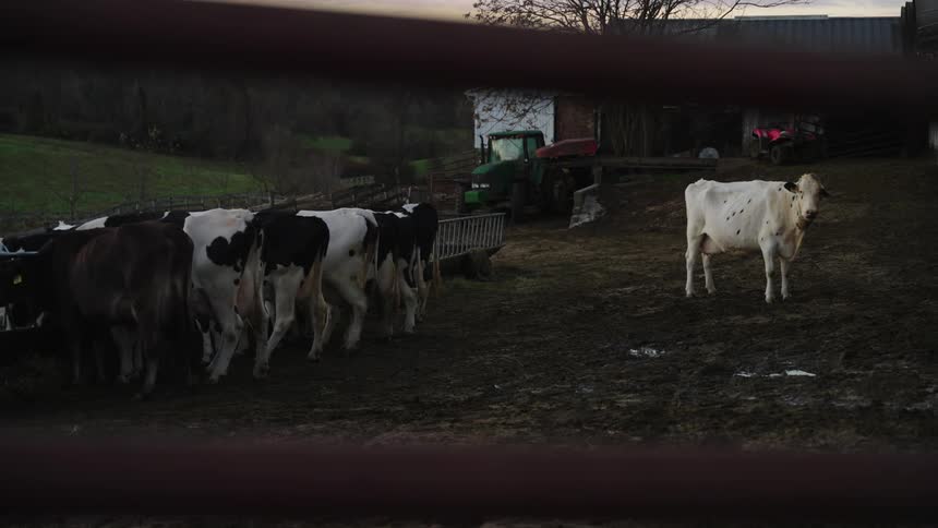 A group of cows are feeding on the farm