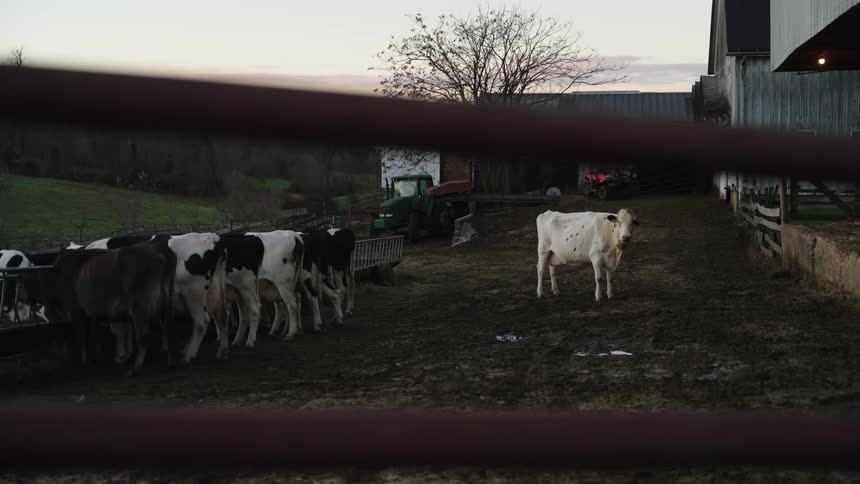 A row of cows are feeding together