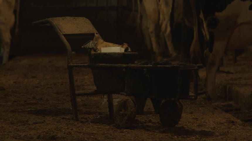 Cart with supplies in the middle of a ranch with cows