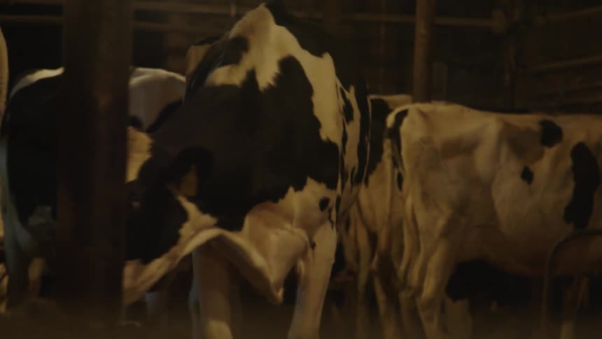 Cows entering a ranch