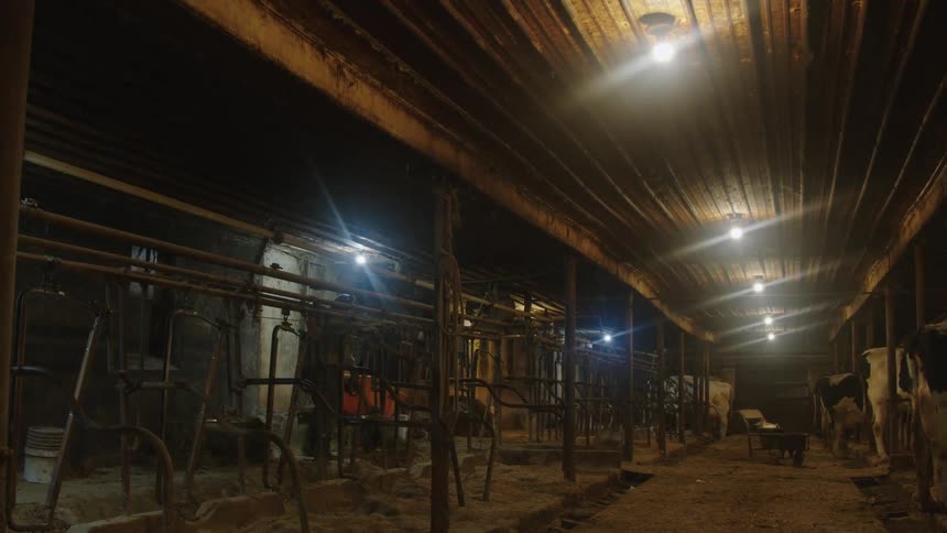 Worker fills feeding troughs in dairy barn