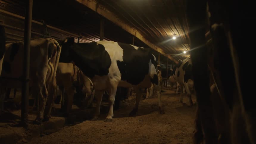 Dairy cows walk down barn aisle passing others standing near walls