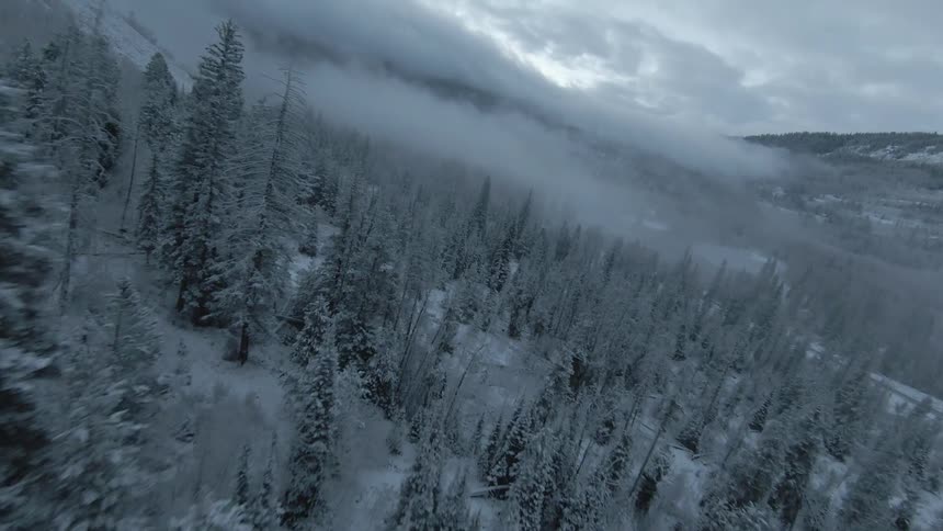 Aerial panorama of a forest with pines and pine trees covered in snow on a cloudy day