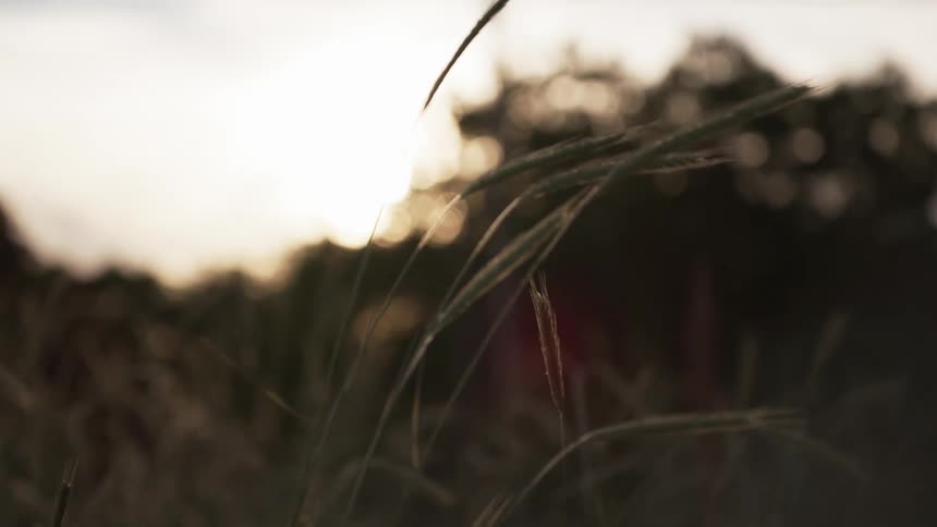 A small plant sways in the wind