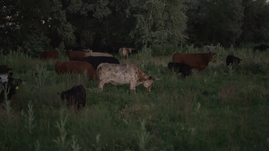 Cattle standing in a grassy pasture at sundown