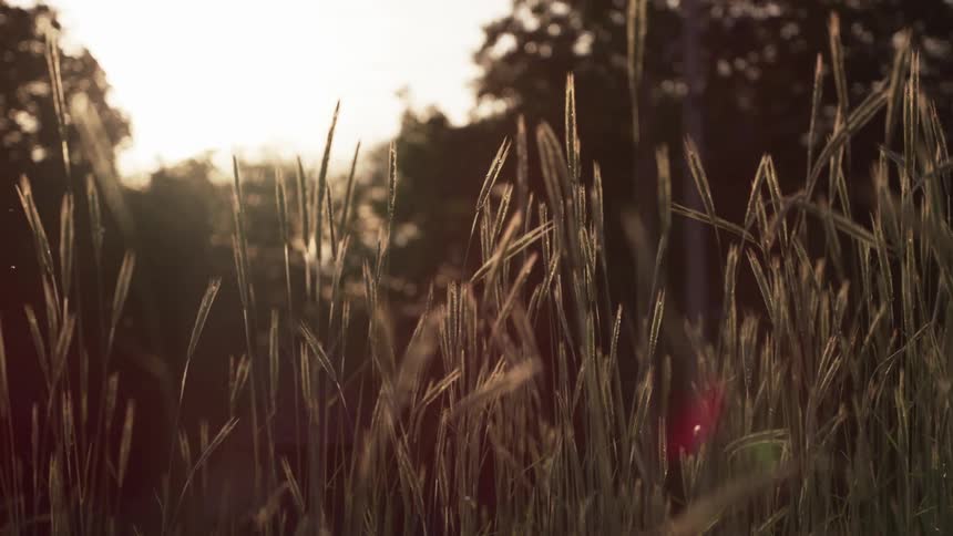 Closeup of tall grass amidst trees with a solar reflection from the morning sky