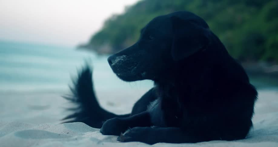 Black dog lying on white sandy beach wags its tail and barks