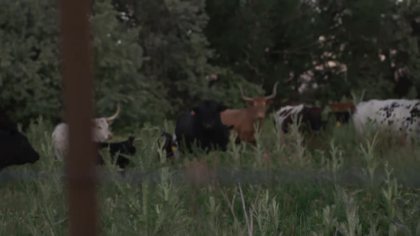 Cows grazing on grasses at midday