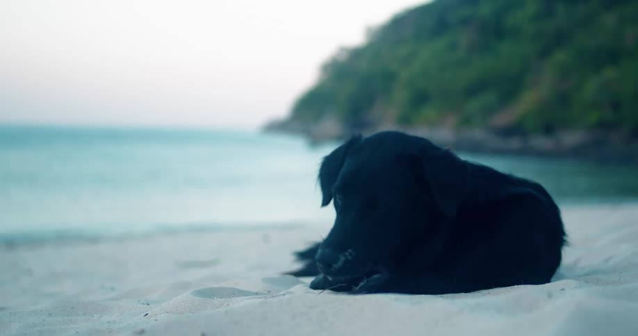 A black dog on a sandy beach with a calm ocean and a green hill in the background at dusk