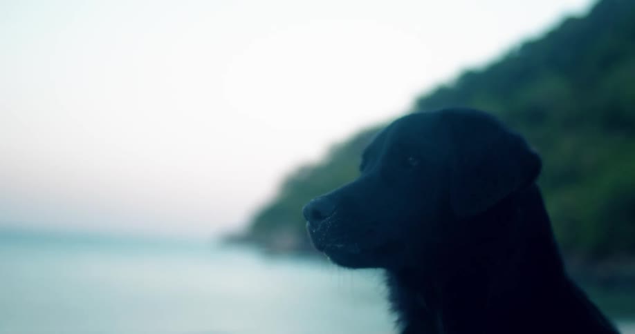 A black dog gazing into the distance with a serene water and green background