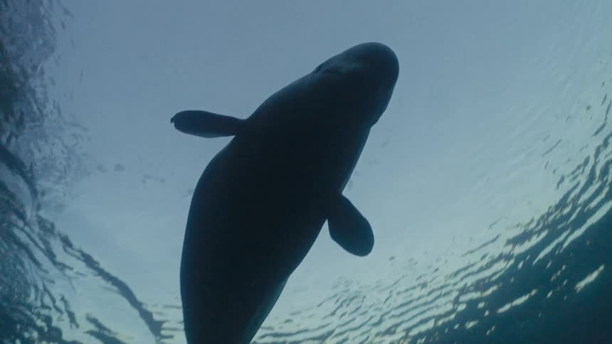 A beluga whale swimming near the surface of the ocean