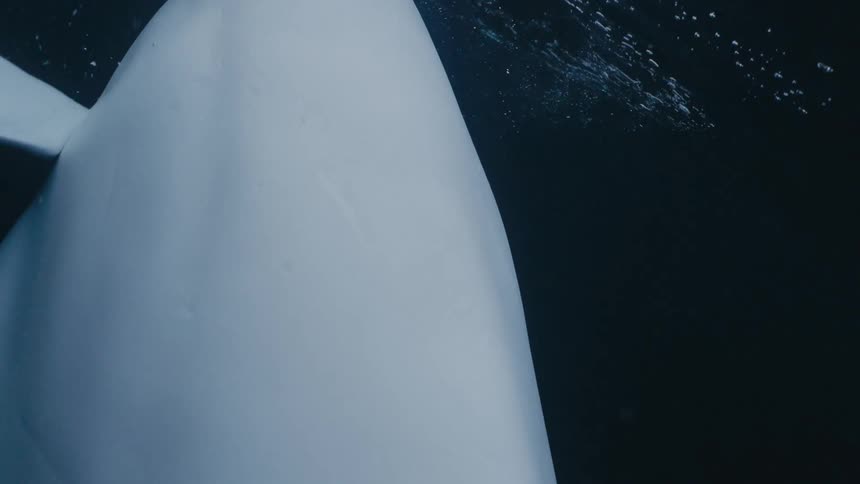 Grayish blue colored beluga whale swims down in dark water and back up to splash the surface moving its tail fin up and down