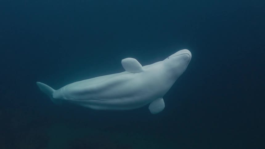 Marine life inside the sea with view of an inia geoffrensis