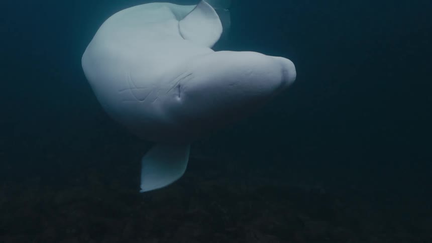 Inia geoffrensis swimming through the sea