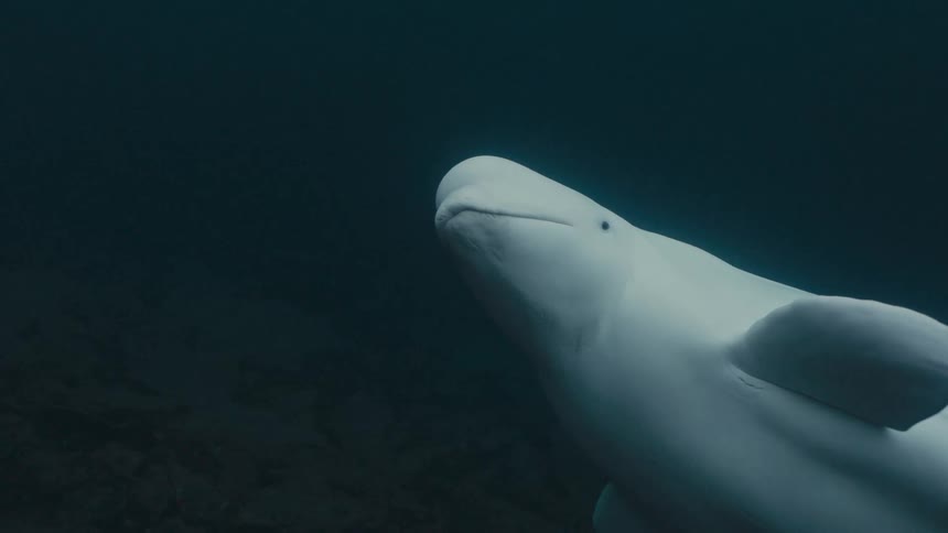 Pale beluga whale swims near seafloor