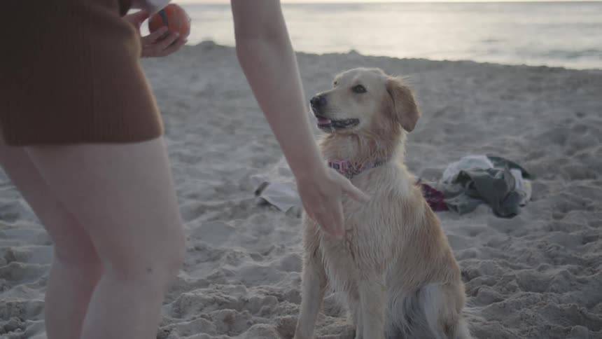 Woman petting her dog and playing with it on the beach sand