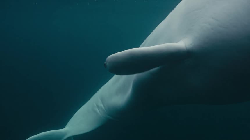 Pale whale swims through dark blue water