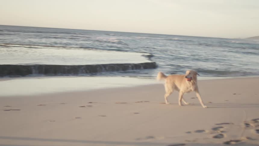 Dog running with a small ball in its mouth along the beach with its owner