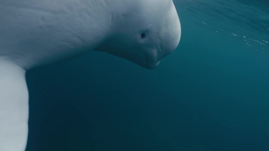 A beluga whale swims in the deep blue ocean